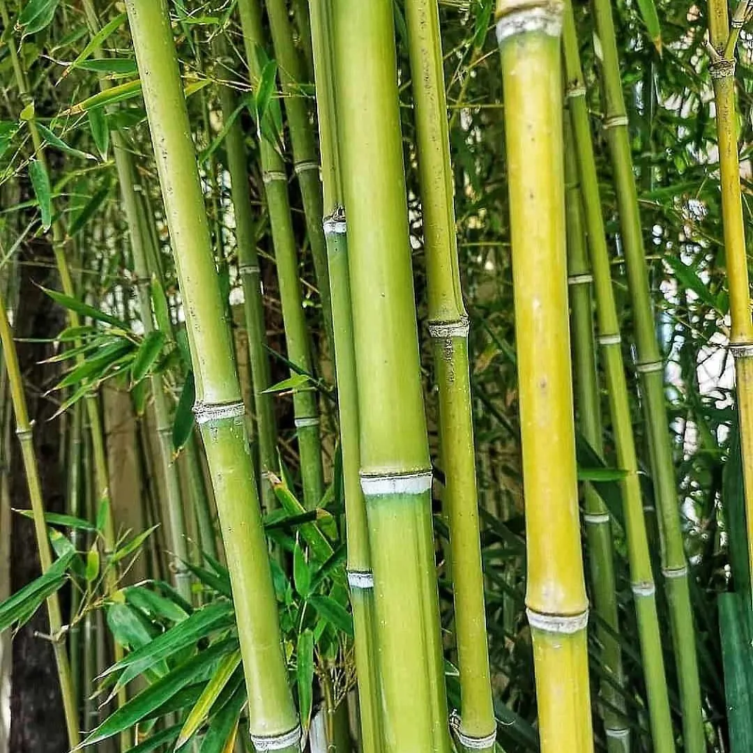 Vila Bamboo Garden Nea Iraklia 0*,